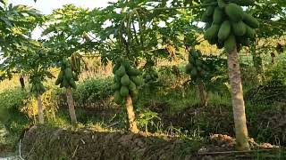 Inilah Jawaban Pepaya Di Pupuk Urea & Za