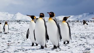 EVOLUTION OF PENGUIN // EVOLUTION OF WORLD screenshot 4