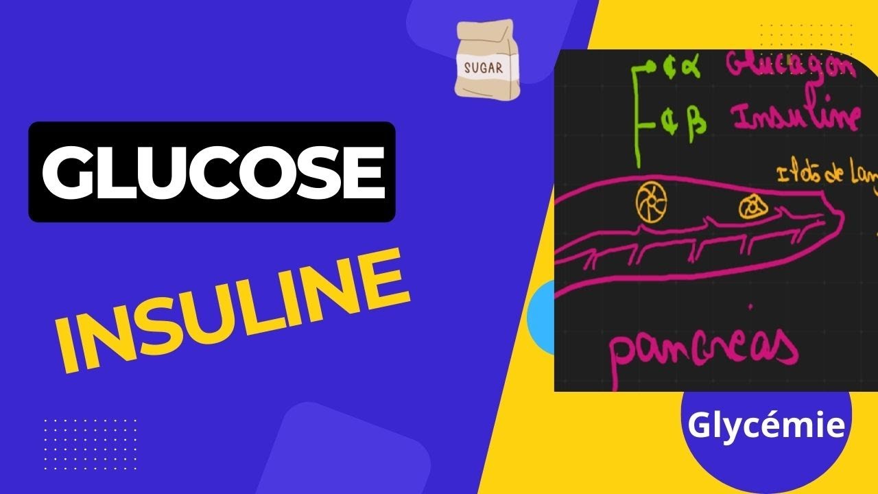 Le bilan glucidique (Glycémie à jeun, HbA1C)