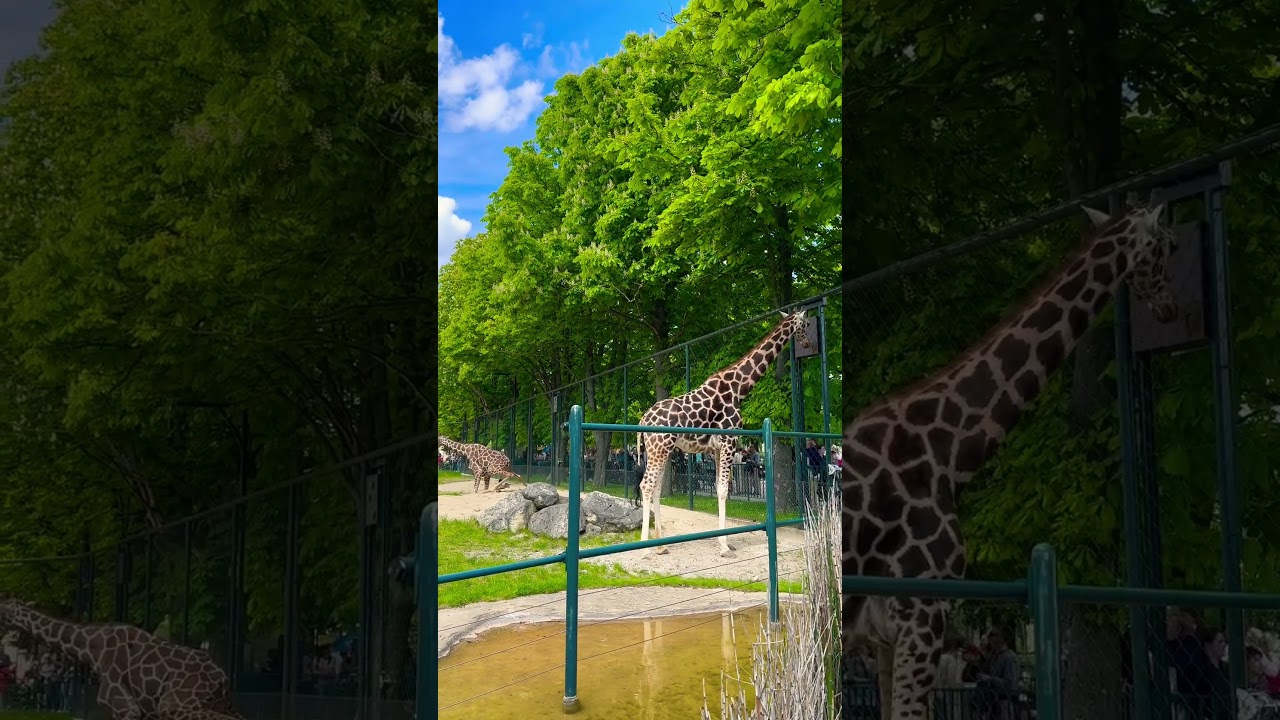 Giraffe 🦒 fail making pippi 😂 