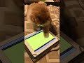 Котик любит электронные игры