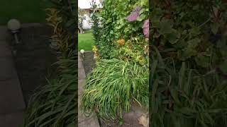 видео: Ответ Юлии. Дача как хобби.  картинка: Ответ Юлии. Дача как хобби.