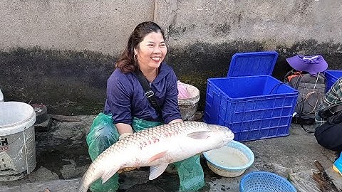 Cá Trắm Trắng Khủng Hồ Thủy Điện Thác Bà, Toàn Cá Ngon Tại Chợ Sép Thác Bà,Tuyên Quang TV 