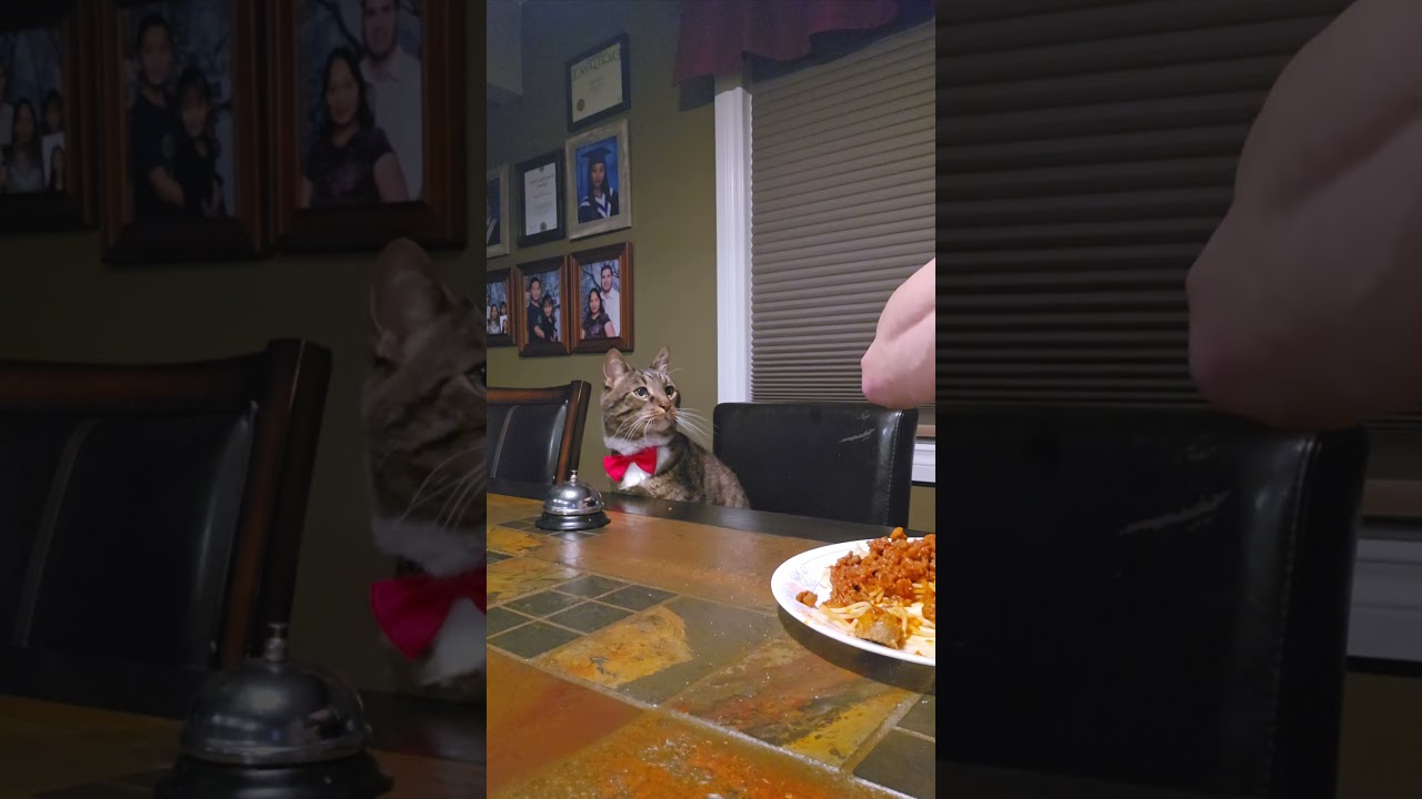 Tiger bell cat  with his new red tie😁 