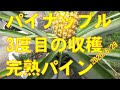 3度目のパイナップル収穫　2020/6/29　岡山でこの時期の収穫は珍しいと思います。完熟パイン超美味しいです！！