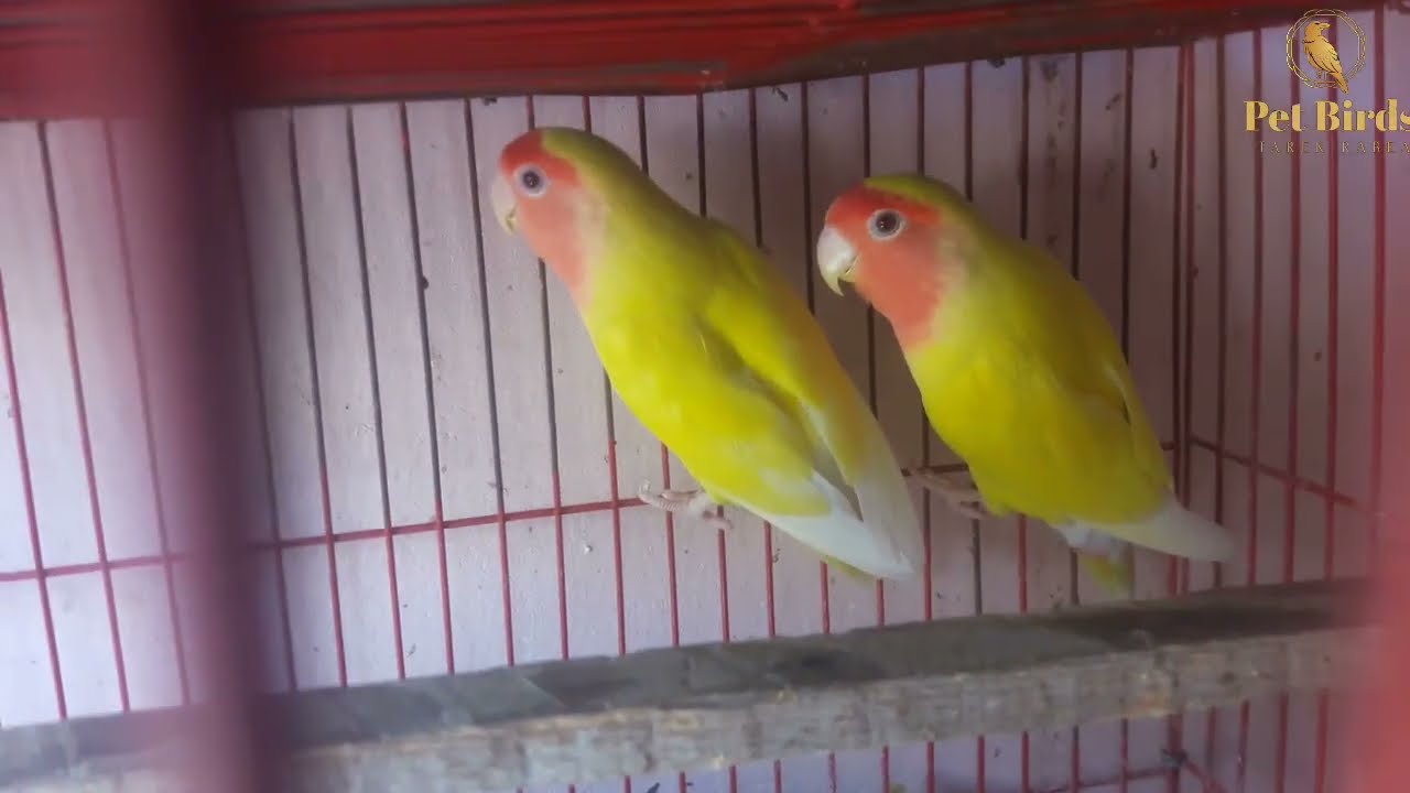 لو عندك عصافير روز اعمل كدة بسرعه عشان تبيض فى اسبوع😉😉