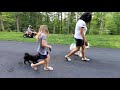 Celie Labradoodle | Private Lessons | Dog Training | My Dog Listens LLC