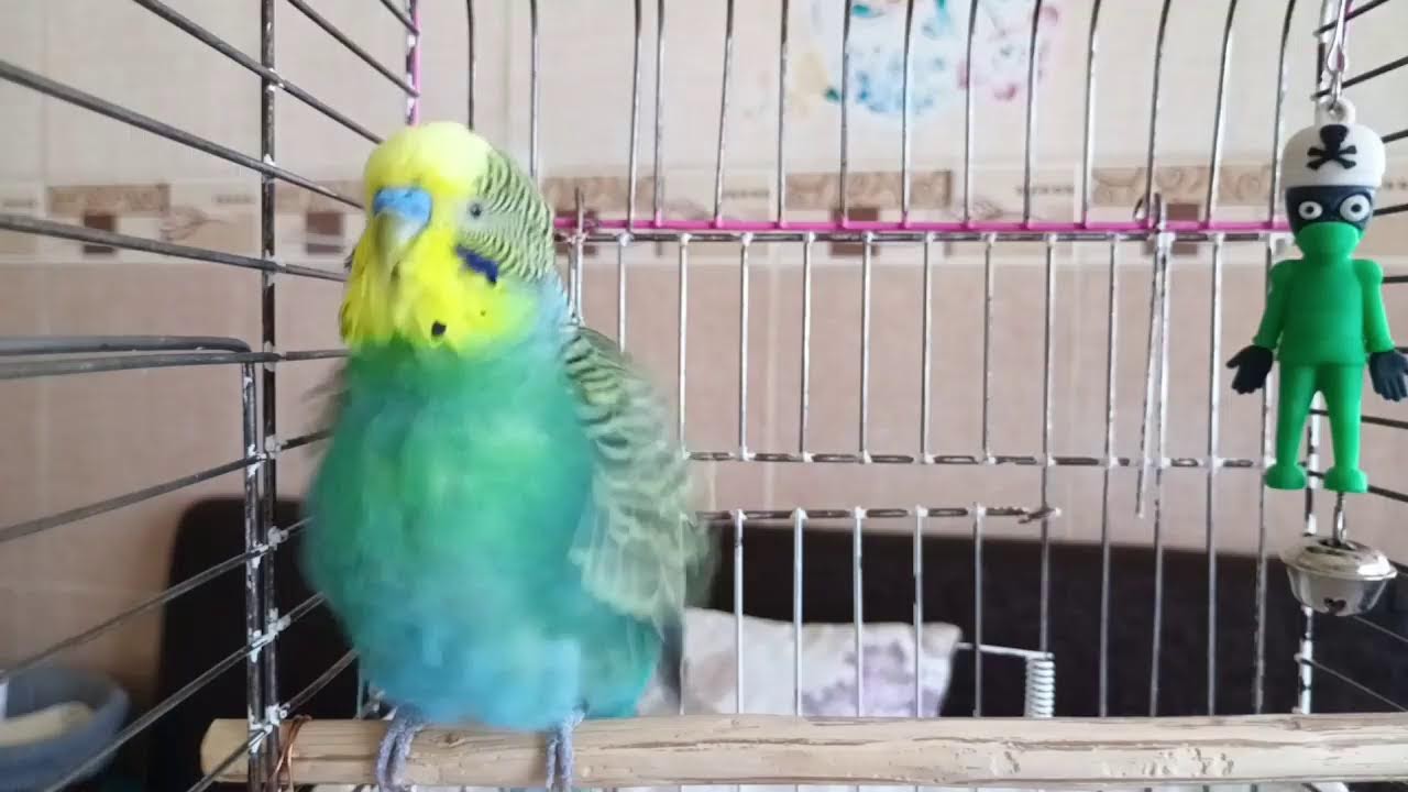 Canlı Muhabbet Kuşu Sesleri 🌿 muhabbet kuşu mutlu etme sesi, muhabbet kuşu konuşması,