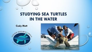 Detailed Studying Sea Turtles in the Water Profile
