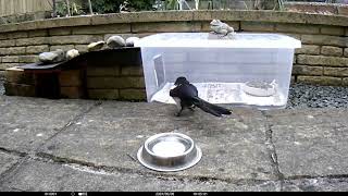 Fledgling magpie investigates the hedgehog's food. 9 May 2024