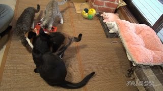 赤い箱の正体とは Red box of cat toys【瀬戸の三毛猫日記】