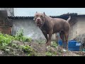 Pitbull terrier xl🔥#lekthebestkennel