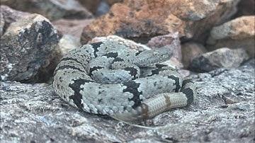 EPIC New Mexico Herping (Lifer Kingsnakes and Rock Rattlesnake!)