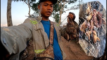 Bẫy chim cút đêm và nướng cút ăn tại rừng quá ngon