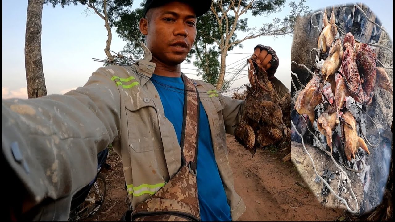 Bẫy chim cút đêm và nướng cút ăn tại rừng quá ngon