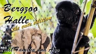 Babyelefanten im Zoo Halle