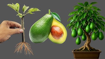 🌿How to Grow🥑Avocado Trees from Cuttings Step-by-Step Guide! | Avocado Cutting  in A Aloe vera 100 %