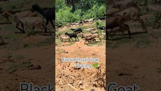 Black Bengal Goats Grazing 🐑🐐🌿 #animals #goat #gourigoatfactoryodisha #shorts #nature