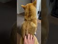 幸せなら鼻さわろう! #柴犬 #柴犬とん