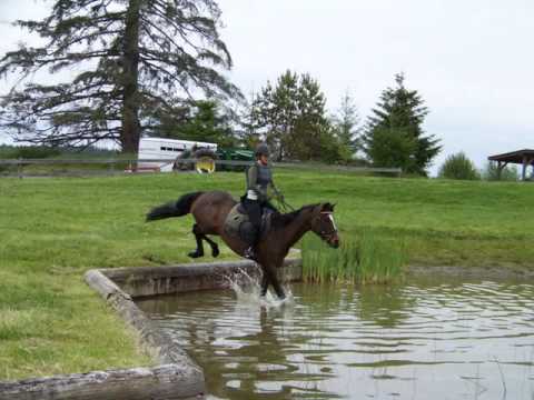 Madison Avenue - British Riding Pony/Welsh/TB Mare