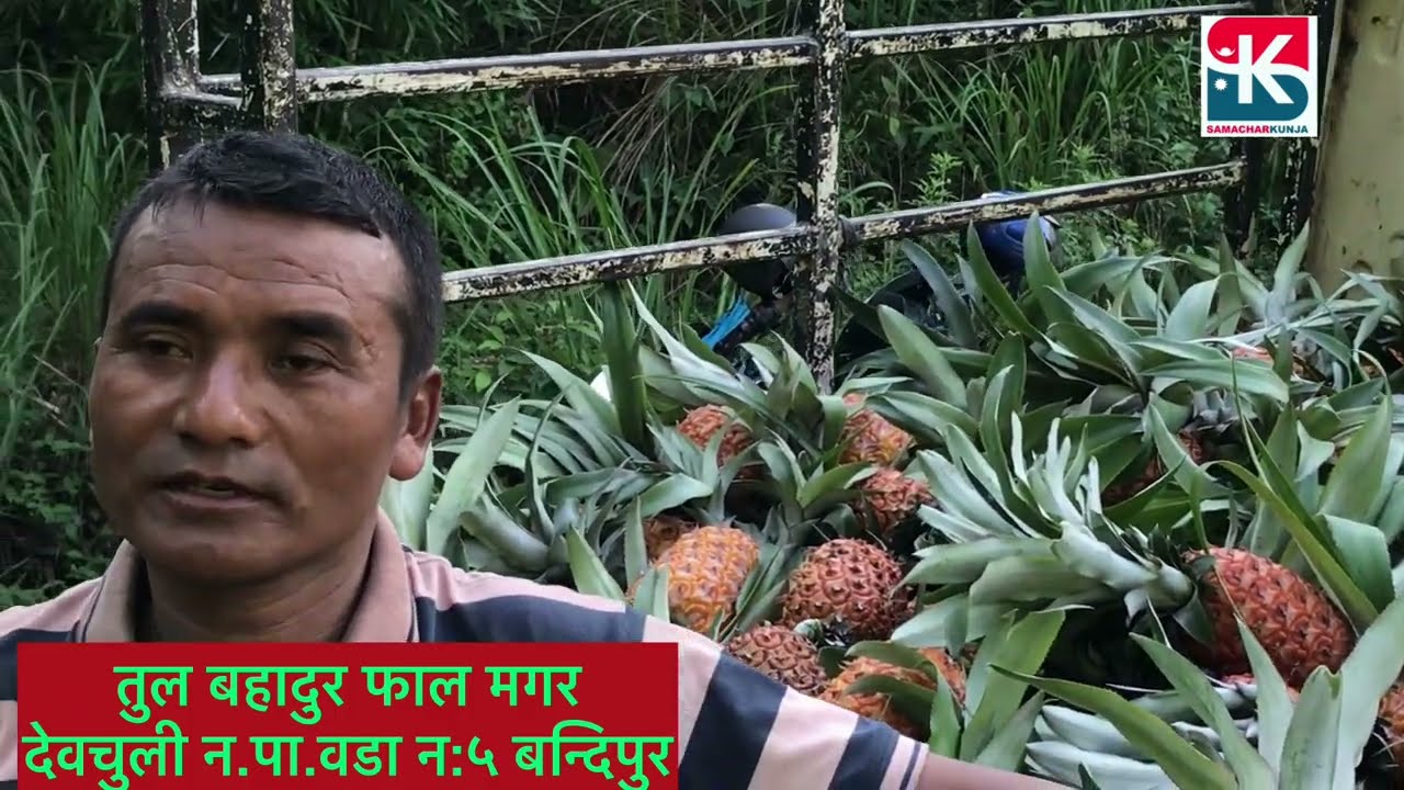 देवचुलीका तुल बहादुरले वर्षनी भैइकटरबाट ३ लाख आम्दानी कसरी हेर्नुस्