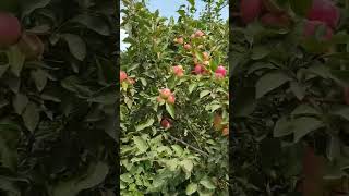 Яблочный сад в Таджикистане.Боги себ дар Точикистон