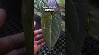 Papi Hubrid anthurium plants tanamanhias anthuriumlovers plant tanaman kupinggajah