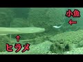 【水中映像】水中泳がせ釣りにヒラメが来たよ。
