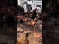 Free Range Chickens Released 🐔🌿 | Village Farm Life #FreeRangeChicken #VillageLife #CountryLife