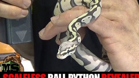 Scaleless Ball Python UP CLOSE: Daytona Reptile Breeders Expo- Part 2