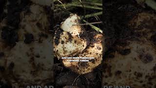 Climbing Yam = Endless food supply! #climbingyam #permaculture #organicgardening #foodforest