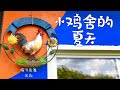 #庭院养鸡 #BackyardChickens / DIY Chicken Coop Run小鸡舍的四季之 夏天 （总四期第二期）