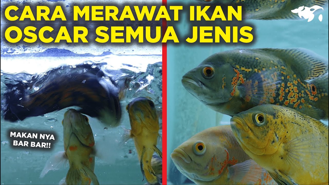 PANDUAN CARA MEMELIHARA IKAN OSCAR SEMUA JENIS, PEMULA WAJIB TAU
