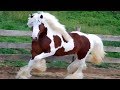 7 Cavalli Con Colori Più Strani Del Mondo