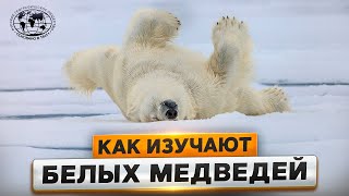 картинка: Я — белый медведь  | @Русское географическое общество