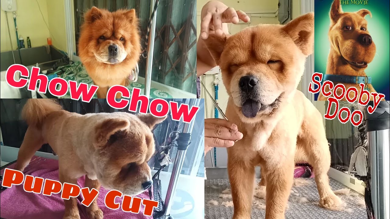 Chow Chow Puppy Cut Scooby Doo Groomer Style YouTube