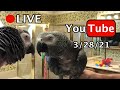 🔴🐦Einstein Parrot LIVE! 3/28/21