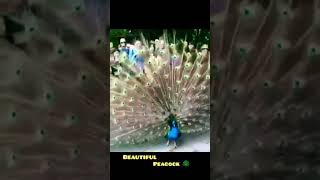 Beautiful Pea States Dance