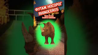 Футаж Носорог на зелёном фоне. Хромакей анимация носорог.