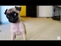 BABY PUPPY GOES INSANE!!