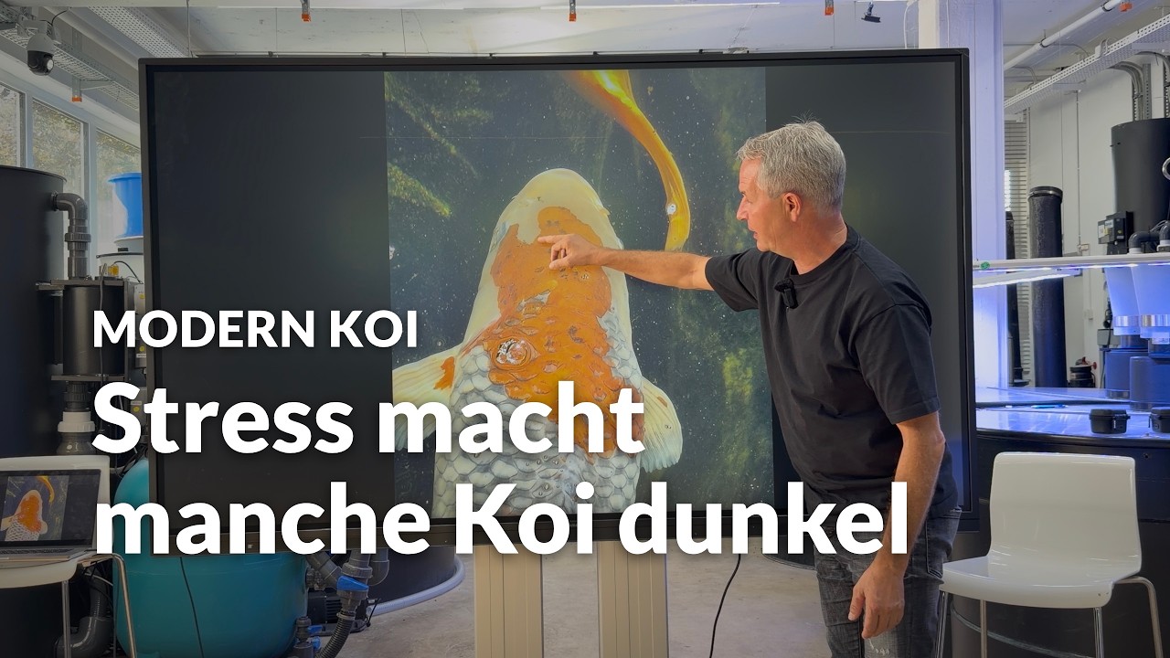 Dunkle Flecken beim Ochiba nach dem Einsetzen | Modern Koi Blog #8378
