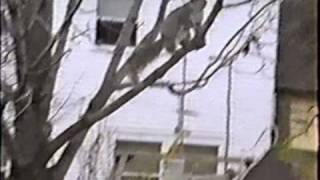 1992 - The Squirrel (02)