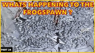 What’s Happening To The Frogspawn ? #frogs #toads #frogarmy
