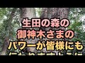 【生田神社　生田の森】御神木様のパワーが皆様にも伝わりますように