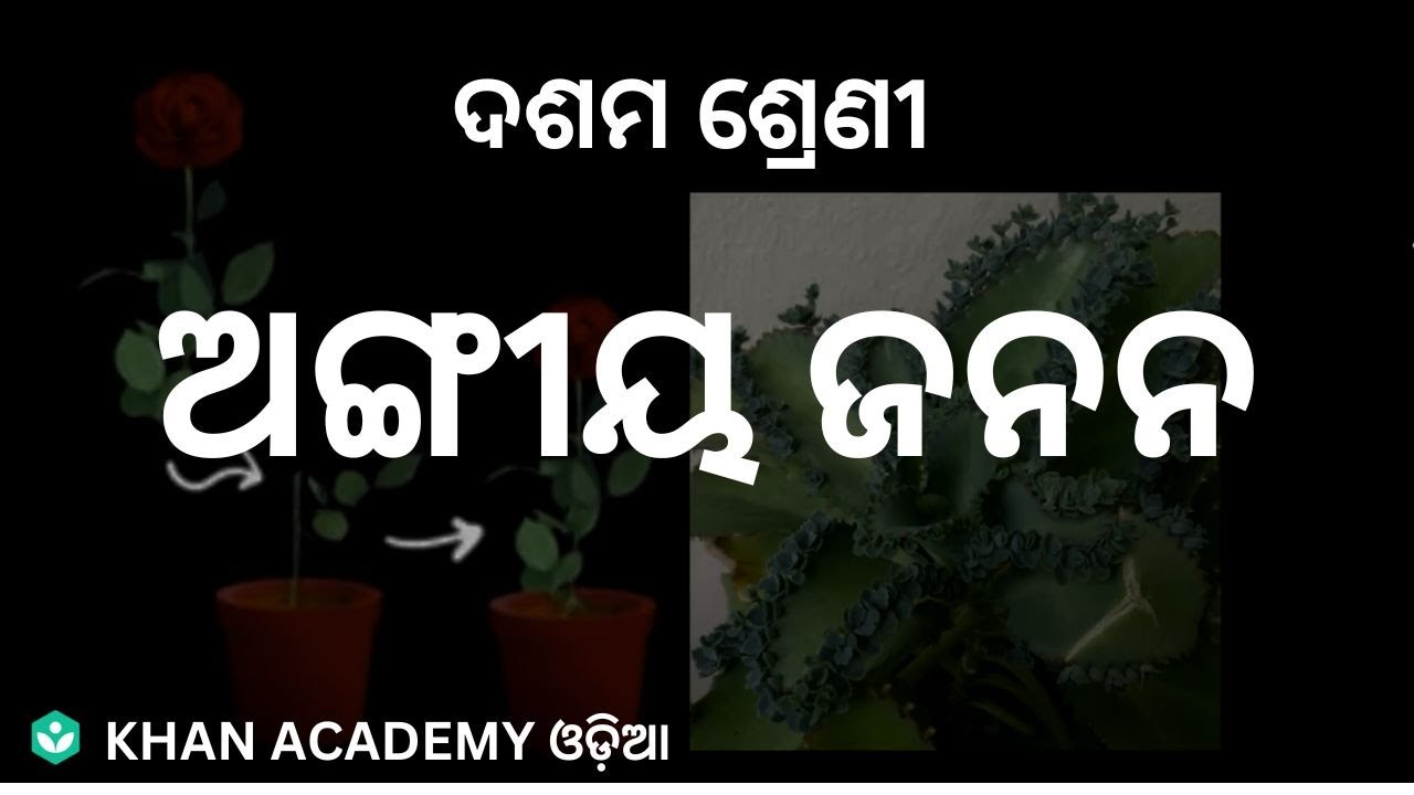 Vegetative propagation odia reproduction class 10 biology khan