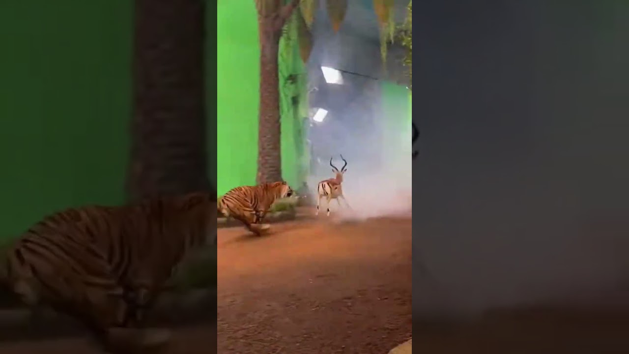 Behind The Roar And Run