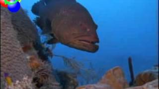 grouper and gobie fish symbiosis