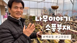 조경공사, 축하, 개업, 경조화환 영상