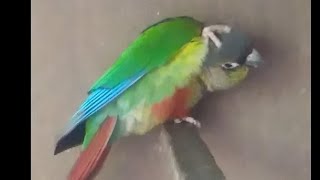 Tom ko khujali kyu ho rahi he #viral #trending #cute #love #bird #birdsaviary #youtube #shortvideo