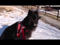 German Spitz Mittel Kotetsu Snowy Walk の動画、YouTube動画。